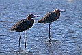 _MG_9870 reddish egrets.jpg