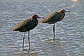 _MG_9877 reddish egrets.jpg