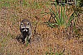 IMG_4789 raccoon mama.jpg