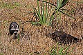 IMG_4798 raccoon family.jpg