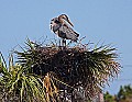 IMG_4878 great blue heron nest.jpg