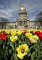 _MG_0034 tulips and dome.jpg