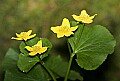 _MG_0227 marsh marigold.jpg