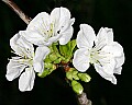 _MG_0846 apple blossoms.jpg