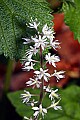 _MG_0854 foamflower.jpg