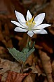 _MG_0896 blood root.jpg