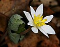 _MG_0899 blood root.jpg