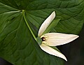 _MG_0904 stinking benjamin, white trillium.jpg