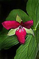 _MG_0922 stinking benjamin, red trillium.jpg