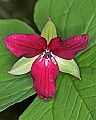 _MG_0924 red trillium.jpg