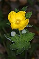 _MG_0945 celendine poppy.jpg