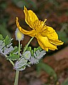 _MG_0969 celendine poppy.jpg