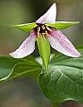 _MG_0987 trillium.jpg