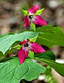 _MG_0993 red trillium.jpg