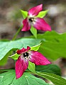 _MG_0994 stinking benjamin, red  trillium.jpg