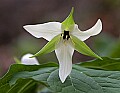 _MG_0997 white trillium.jpg