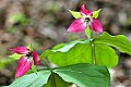 _MG_1000 stinking benjamin, red trillium.jpg