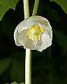 _MG_2260 mayapple bloom.jpg