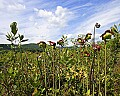 _MG_2653 pitcher plant flowers and sky.jpg