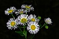 _MG_4241 fleabane.jpg