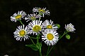 _MG_4242 fleabane.jpg