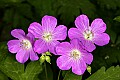 _MG_4255 wild geranium.jpg