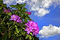 _MG_4309 catawba rhododendron.jpg