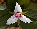 _MG_4759 painted trillium.jpg