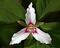 _MG_4764 painted trillium.jpg