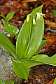 _MG_4888 blue bead lily.jpg