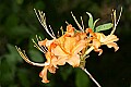 _MG_4949 flame azalea-KSF.jpg