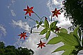 _MG_6604 turks cap lily.jpg