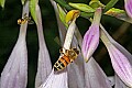 _MG_7725 honey bee and fly flying.jpg