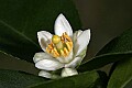 _MG_8362 lime blossom.jpg