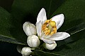 _MG_8374 lime blossom.jpg