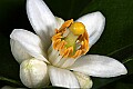 _MG_8385 lime blossom.jpg