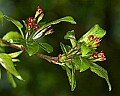 _MG_9498 crabapple blossoms.jpg