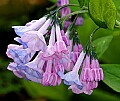 _MG_9882 bluebells.jpg