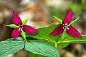 _MG_0921 red trillium or stinking benjamin.jpg