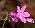 _MG_1094 phlox.jpg