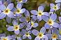 _MG_1100 ant on bluets.jpg