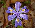 _MG_1103 dwarf crested iris web.jpg