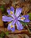 _MG_1103 dwarf crested iris.jpg