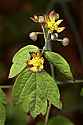 _MG_1111 blue cohosh web.jpg