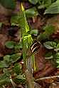 _MG_1115 jack-in-the-pulpit ready to open.jpg