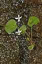 _MG_1122 white violet blooms from crack in rock.jpg