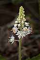 _MG_1125 foamflower.jpg