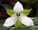 _MG_1131 white trillium.jpg