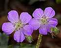 _MG_1133 wild geranium.jpg