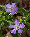 _MG_1138 wild geranium.jpg